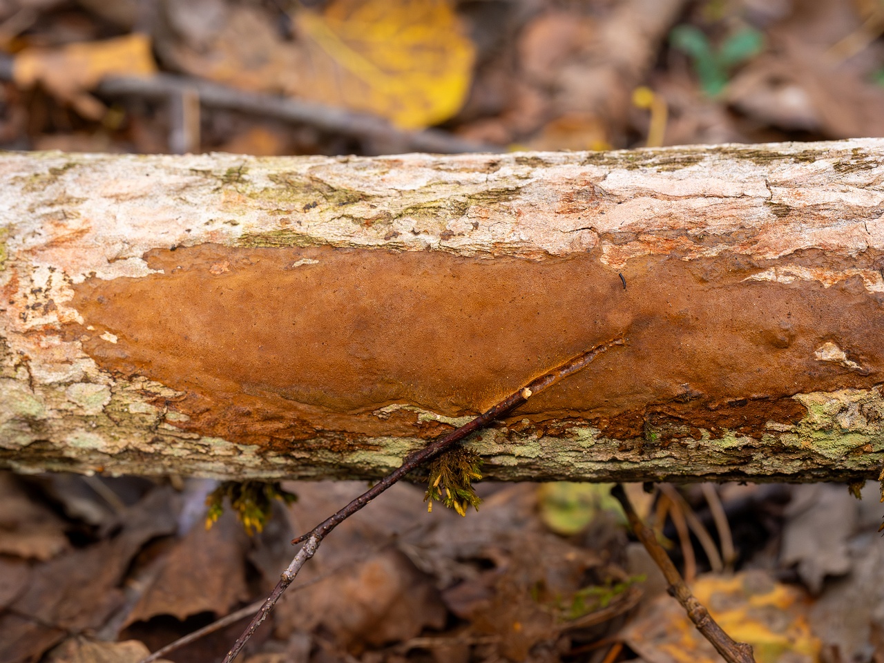 Fuscoporia ferruginosa _2025-09-27_1-1