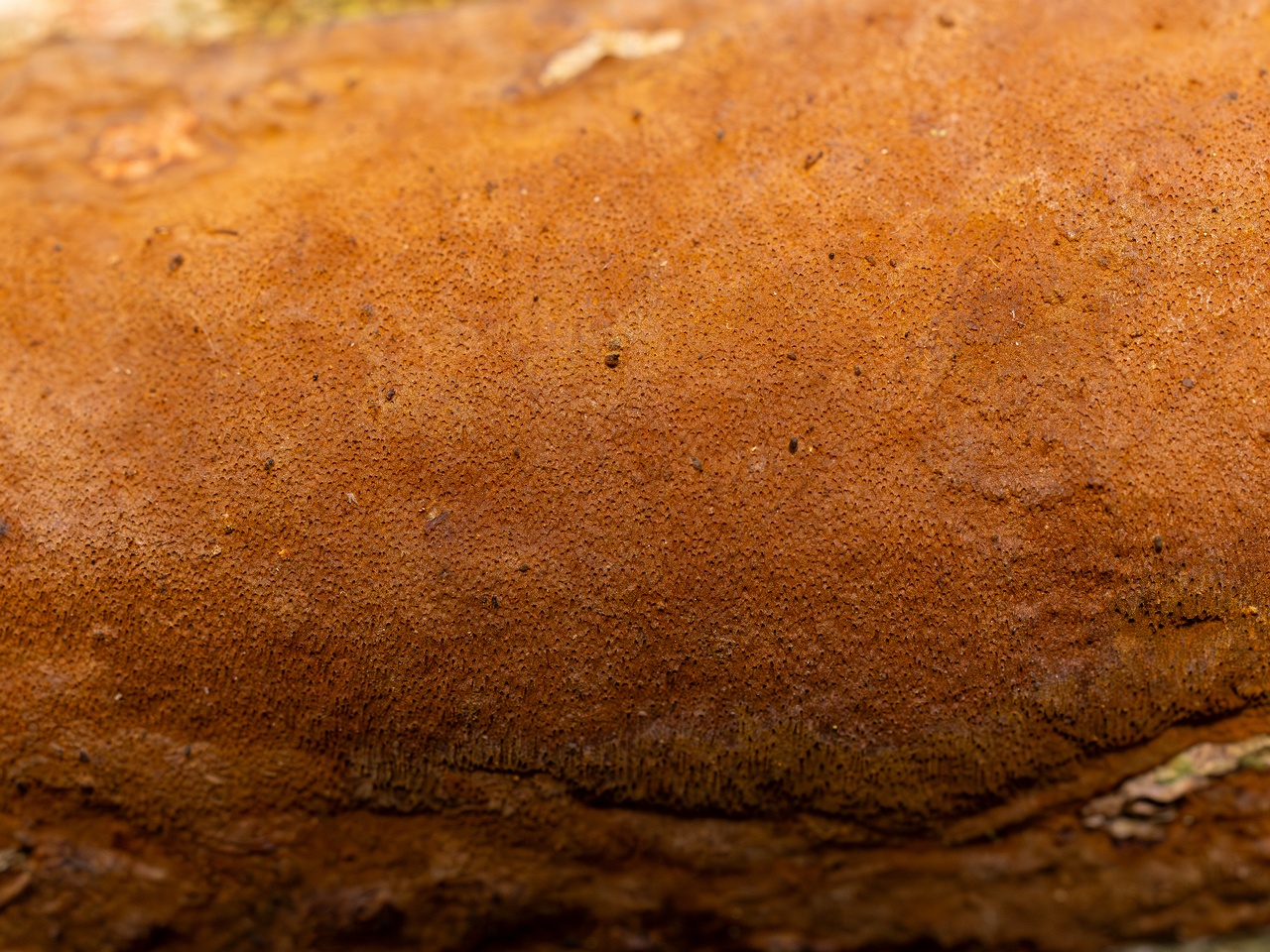 Fuscoporia ferruginosa _2025-09-27_1-10