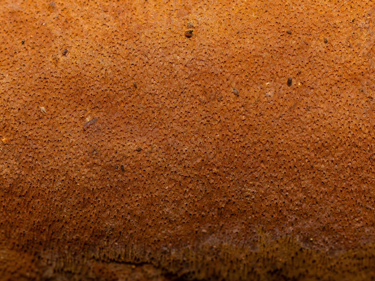 Fuscoporia ferruginosa _2025-09-27_1-11