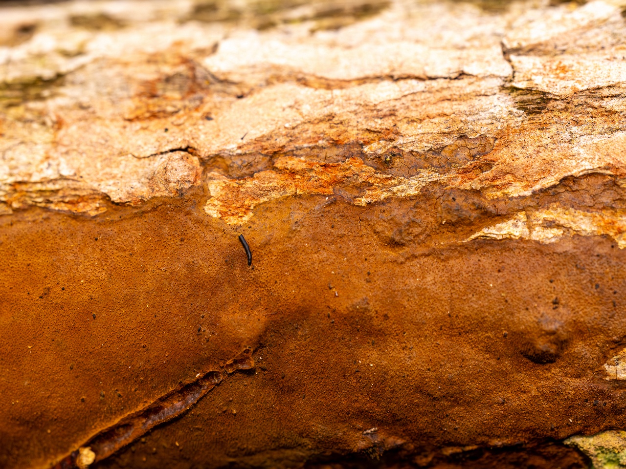 Fuscoporia ferruginosa _2025-09-27_1-12