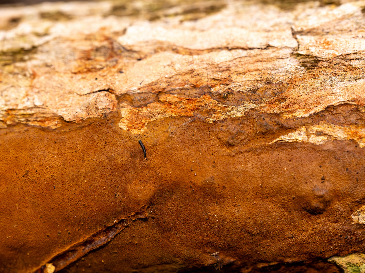 Fuscoporia ferruginosa _2025-09-27_1-13