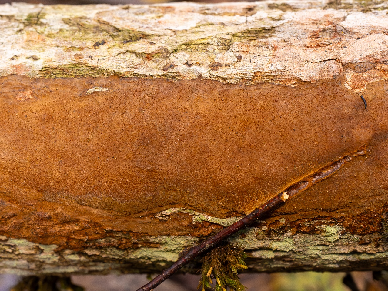 Fuscoporia ferruginosa _2025-09-27_1-2