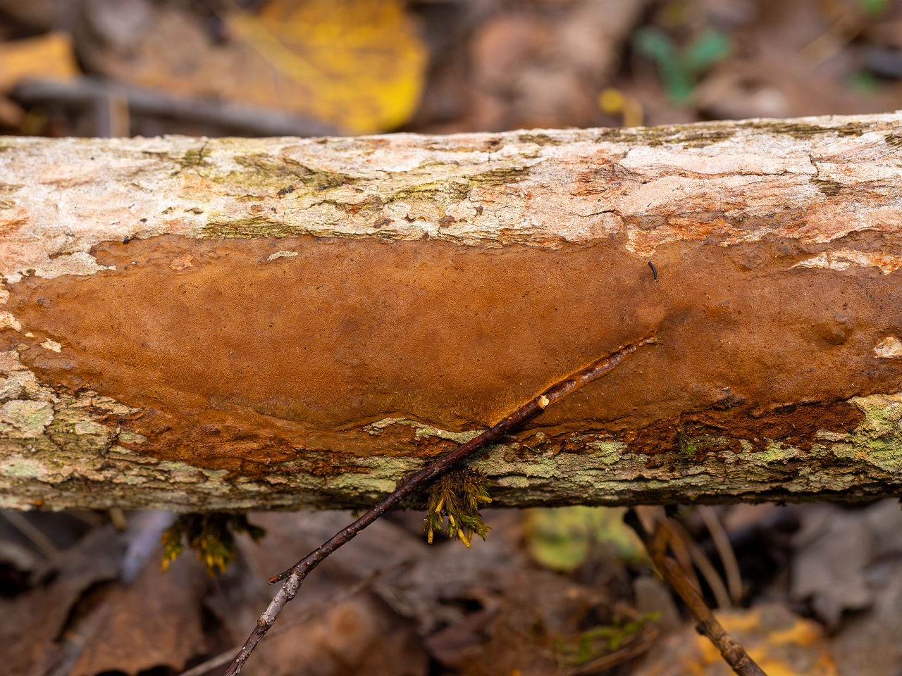 Fuscoporia ferruginosa _2025-09-27_1-3