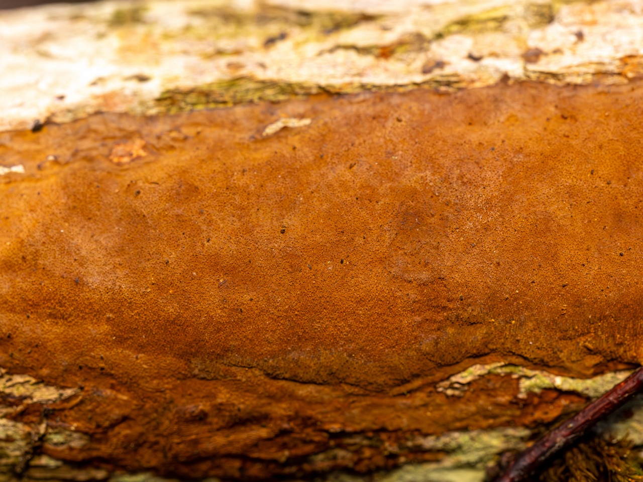 Fuscoporia ferruginosa _2025-09-27_1-4