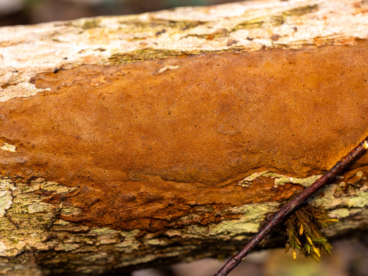 Fuscoporia ferruginosa _2025-09-27_1-6