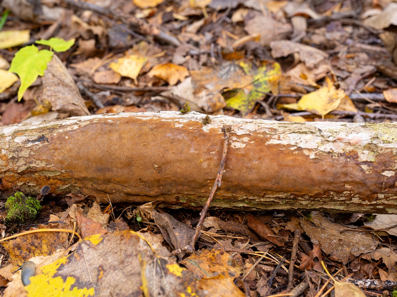 Fuscoporia ferruginosa _2025-09-27_1-7