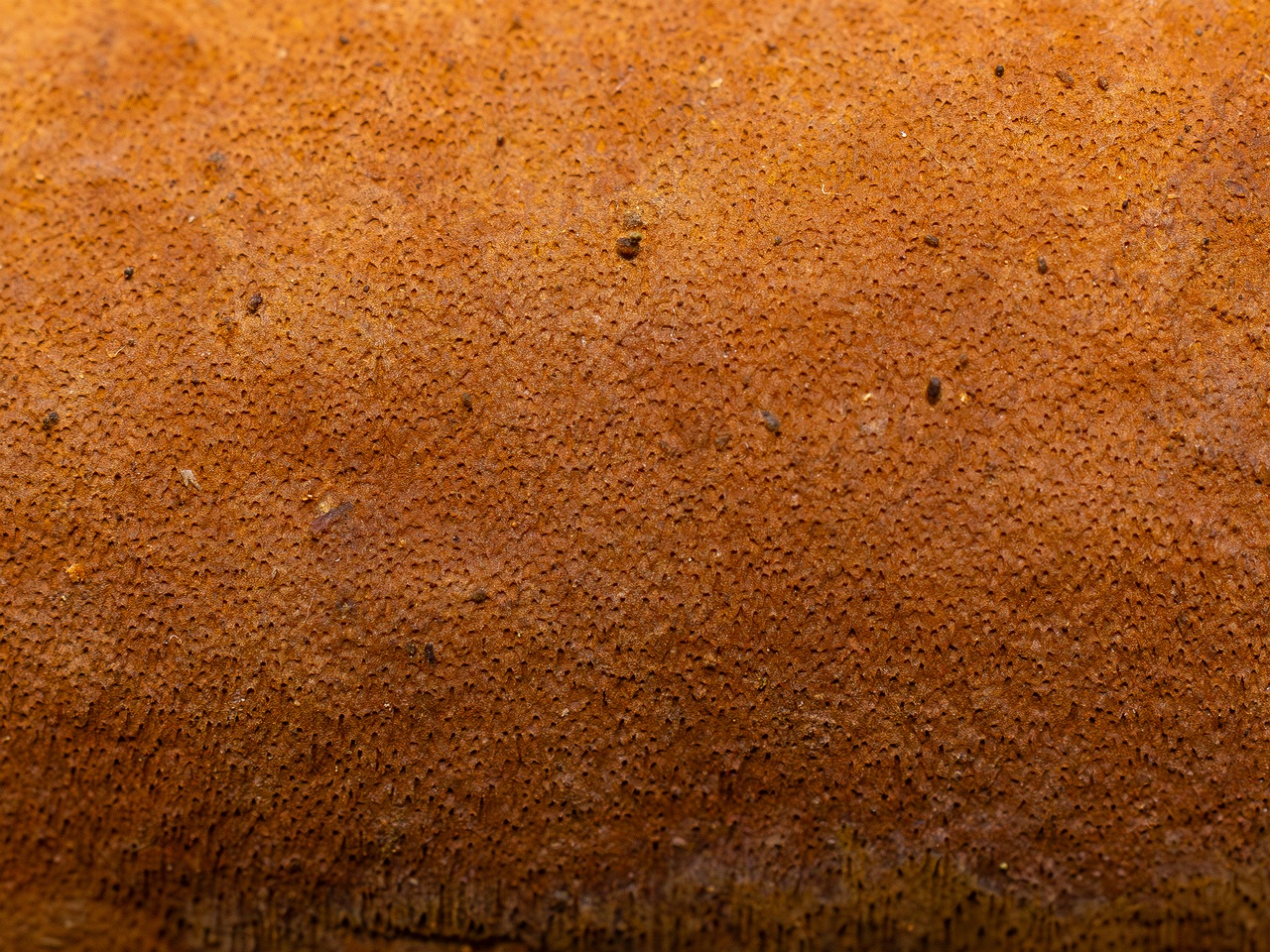 Fuscoporia ferruginosa _2025-09-27_1-8