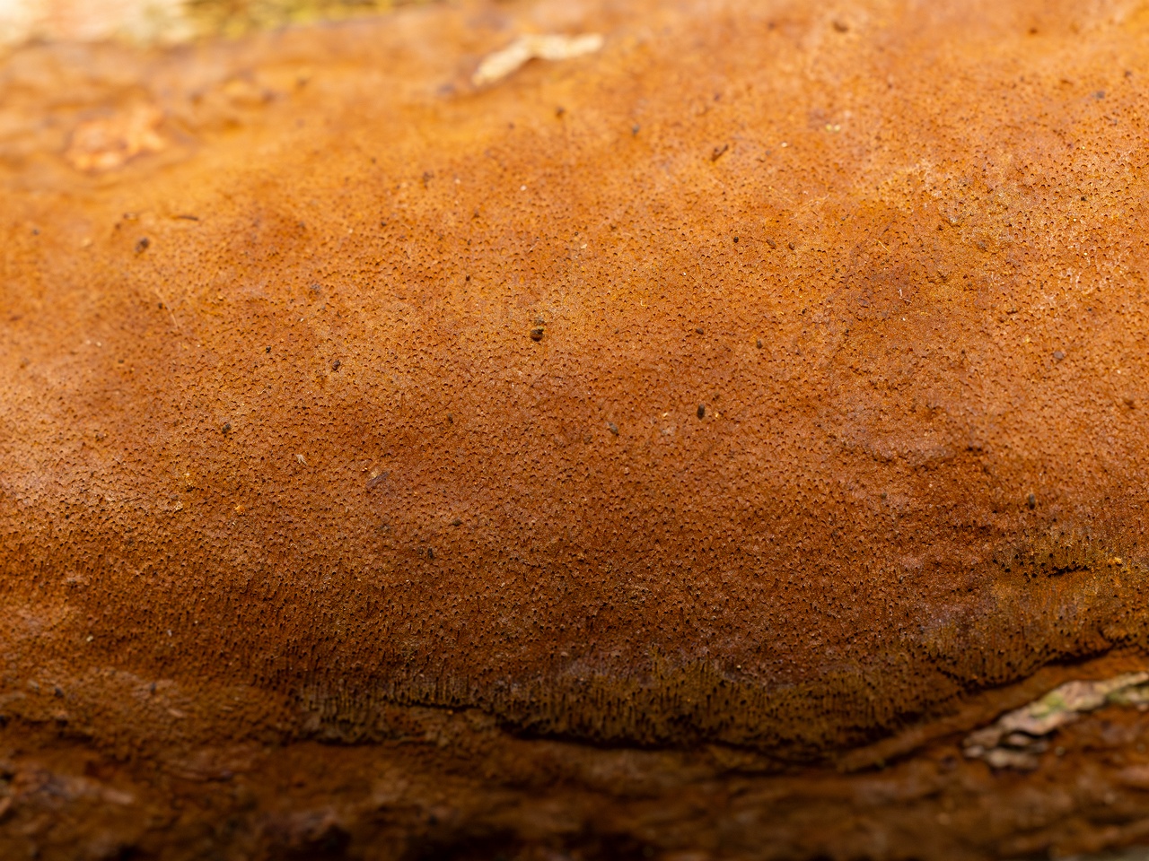 Fuscoporia ferruginosa _2025-09-27_1-9