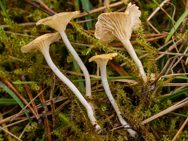 Кантареллопсис Прескота - Cantharellopsis prescotii