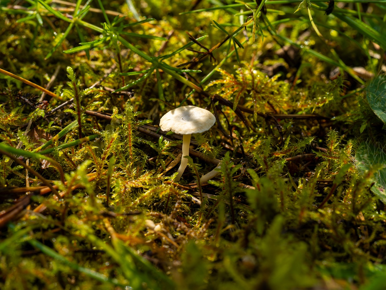 Cantharellopsis prescotii _2025-08-09_1-1