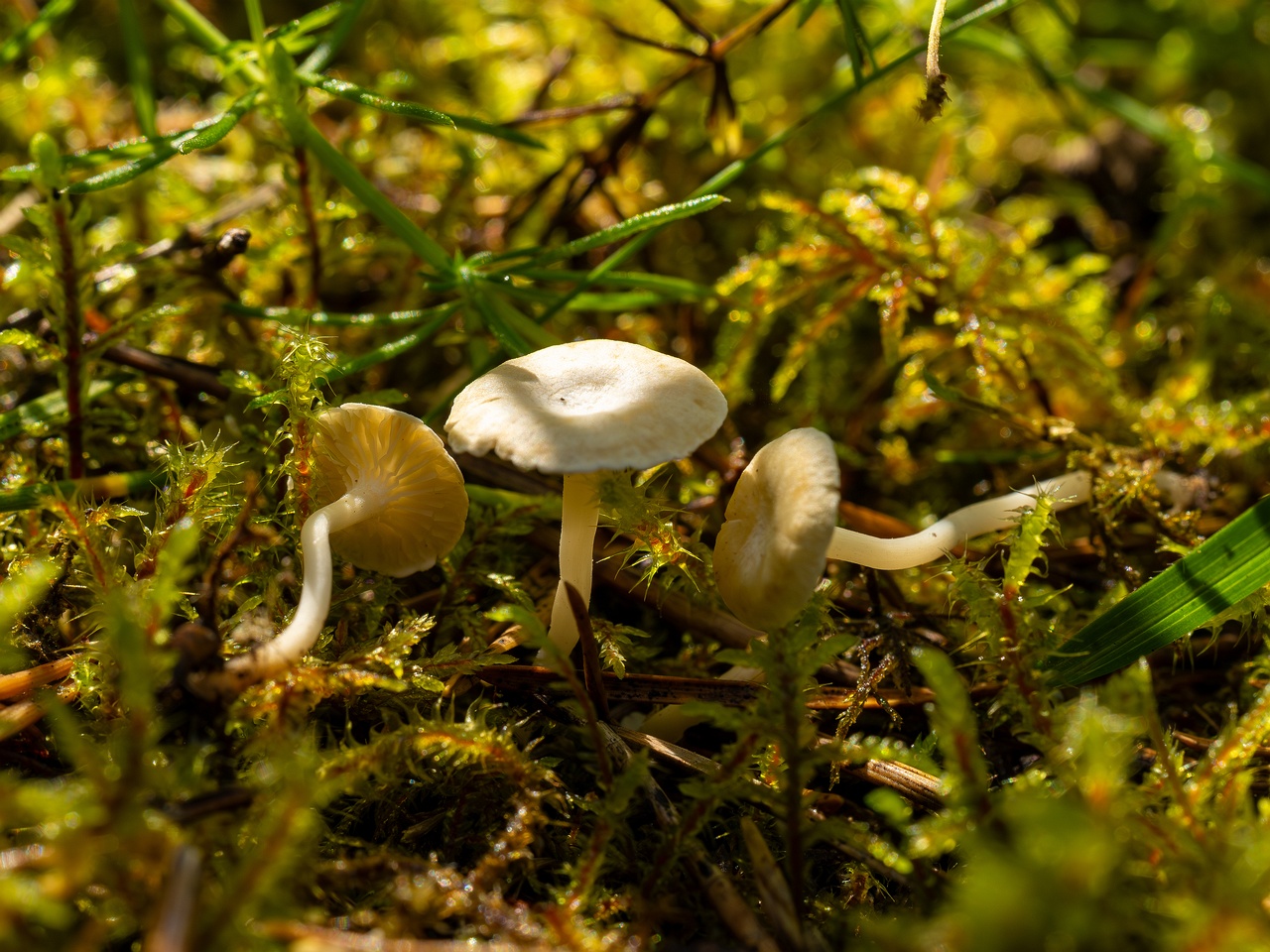 Cantharellopsis prescotii _2025-08-09_1-10