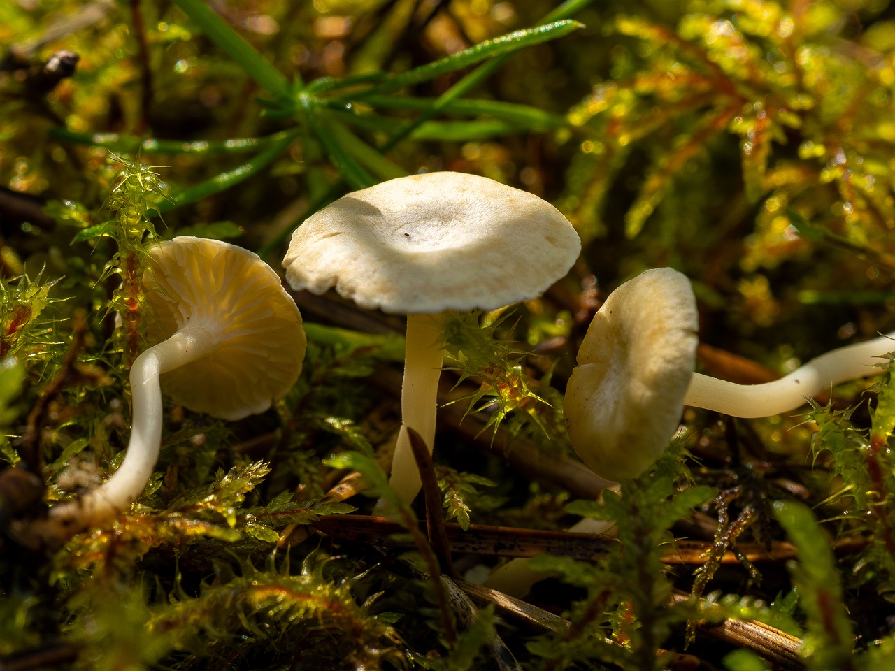 Cantharellopsis prescotii _2025-08-09_1-11