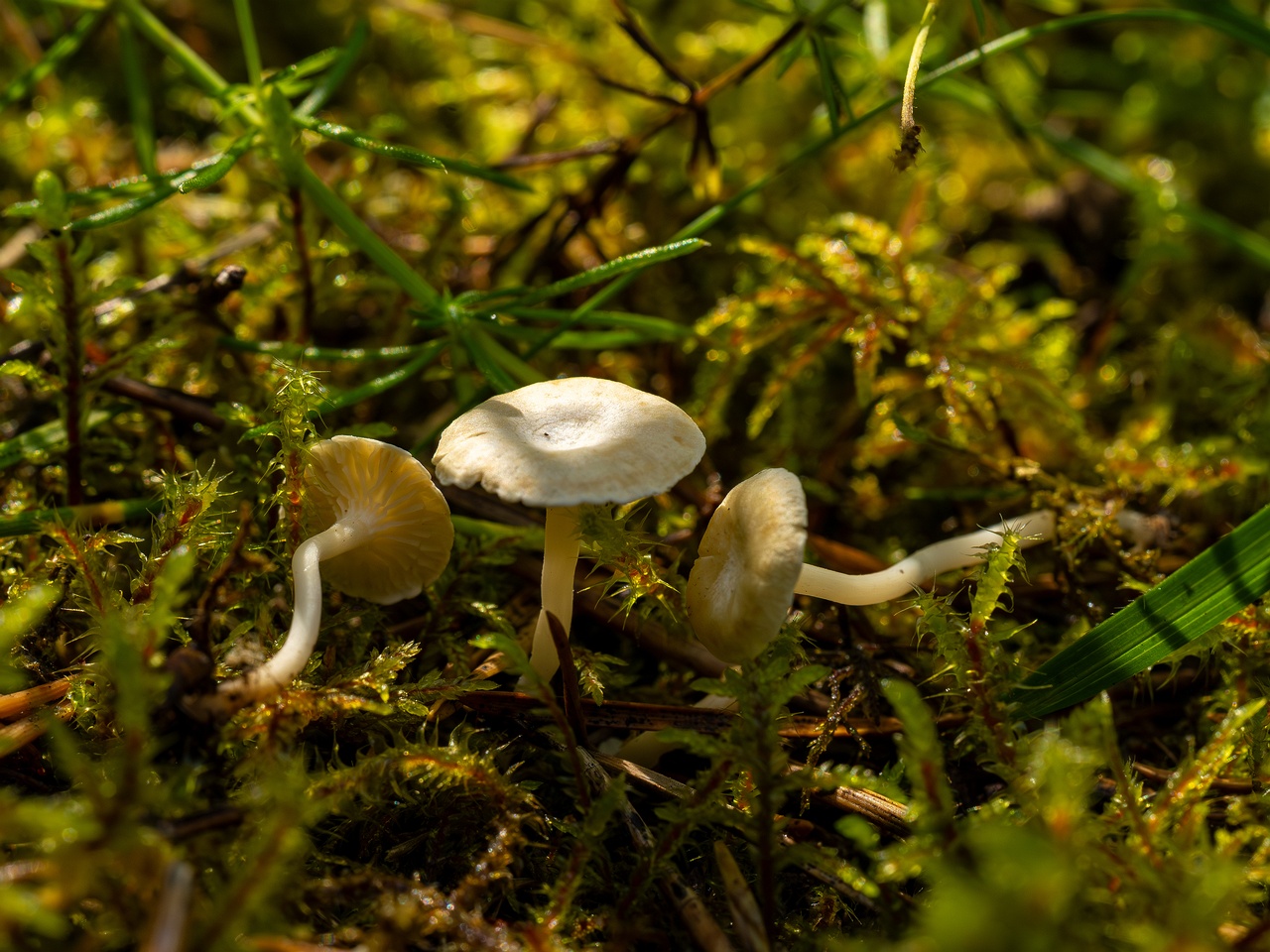 Cantharellopsis prescotii _2025-08-09_1-12