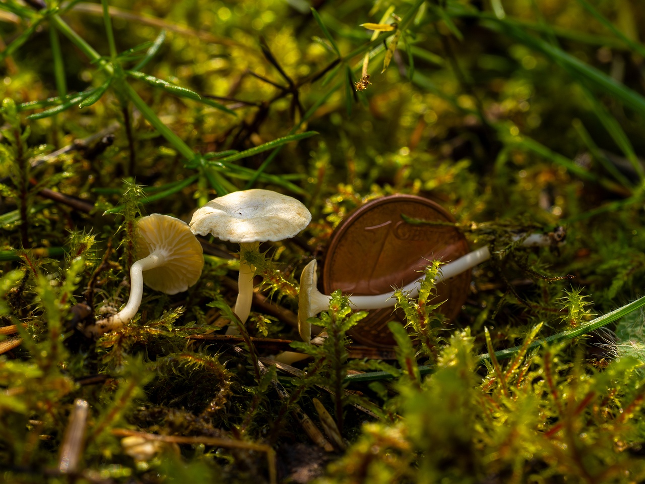 Cantharellopsis prescotii _2025-08-09_1-13