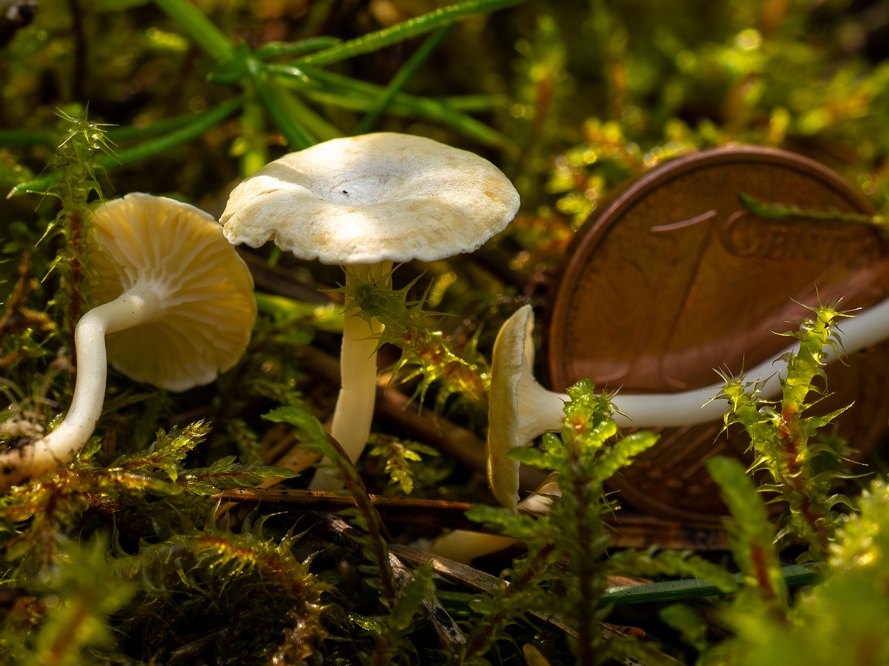 Cantharellopsis prescotii _2025-08-09_1-14