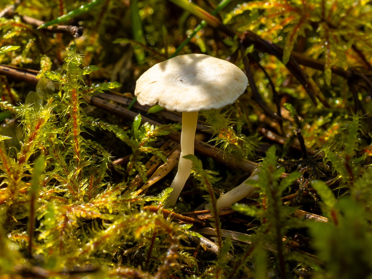 Cantharellopsis prescotii _2025-08-09_1-2