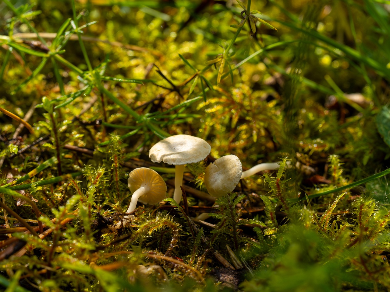 Cantharellopsis prescotii _2025-08-09_1-3