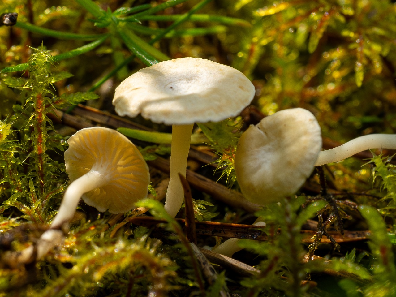 Cantharellopsis prescotii _2025-08-09_1-4