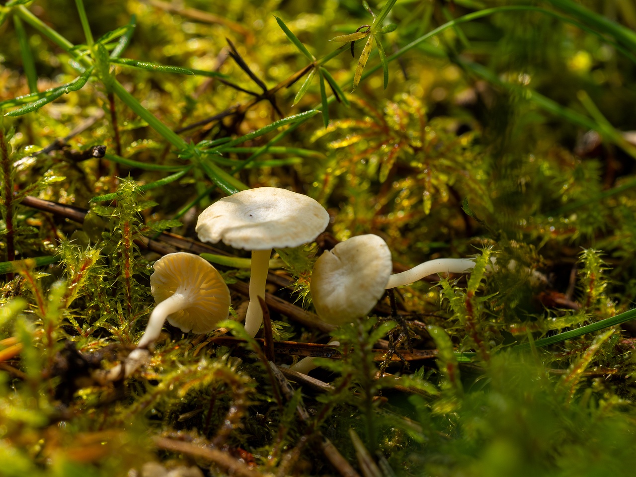 Cantharellopsis prescotii _2025-08-09_1-5