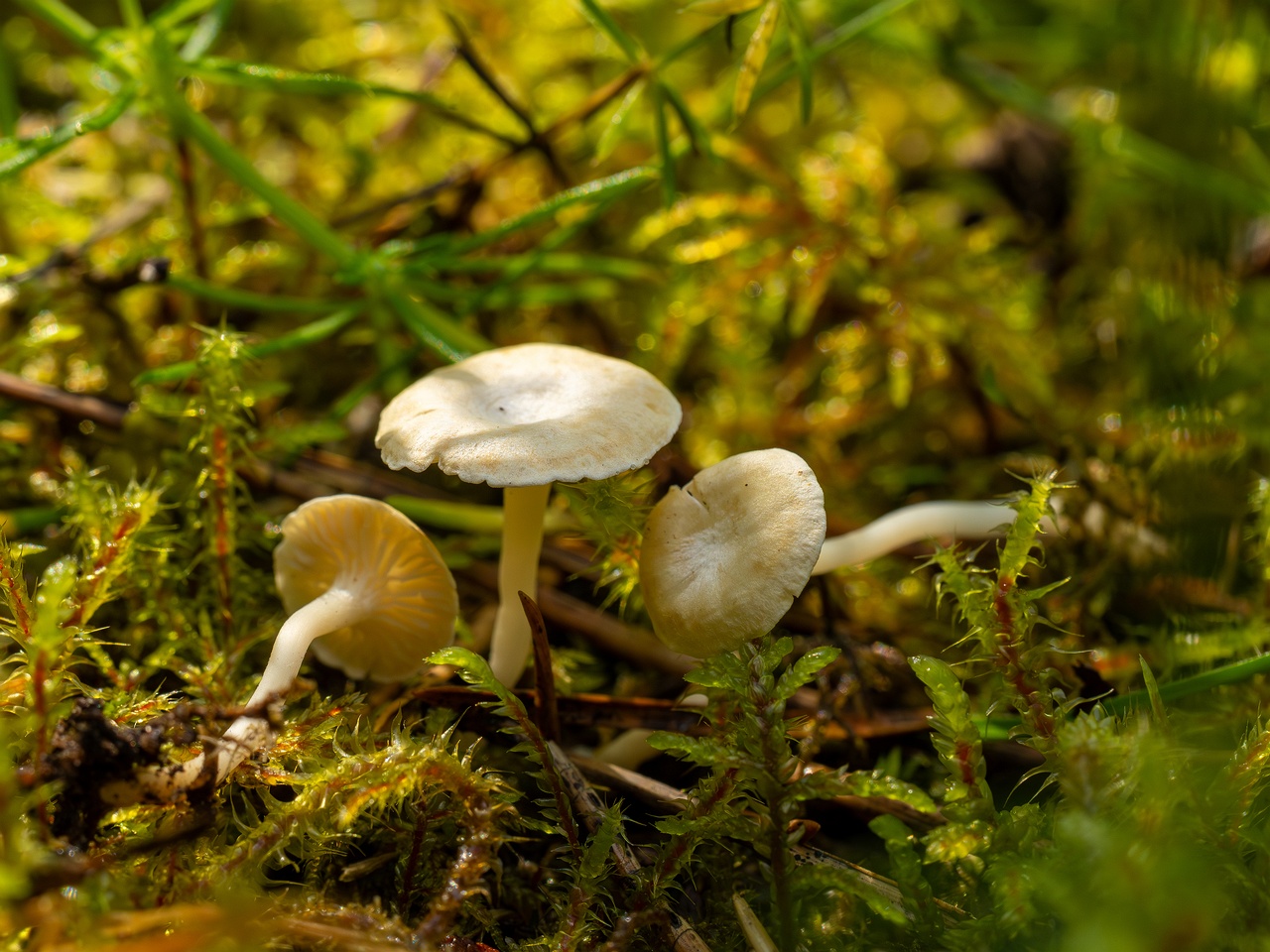 Cantharellopsis prescotii _2025-08-09_1-6