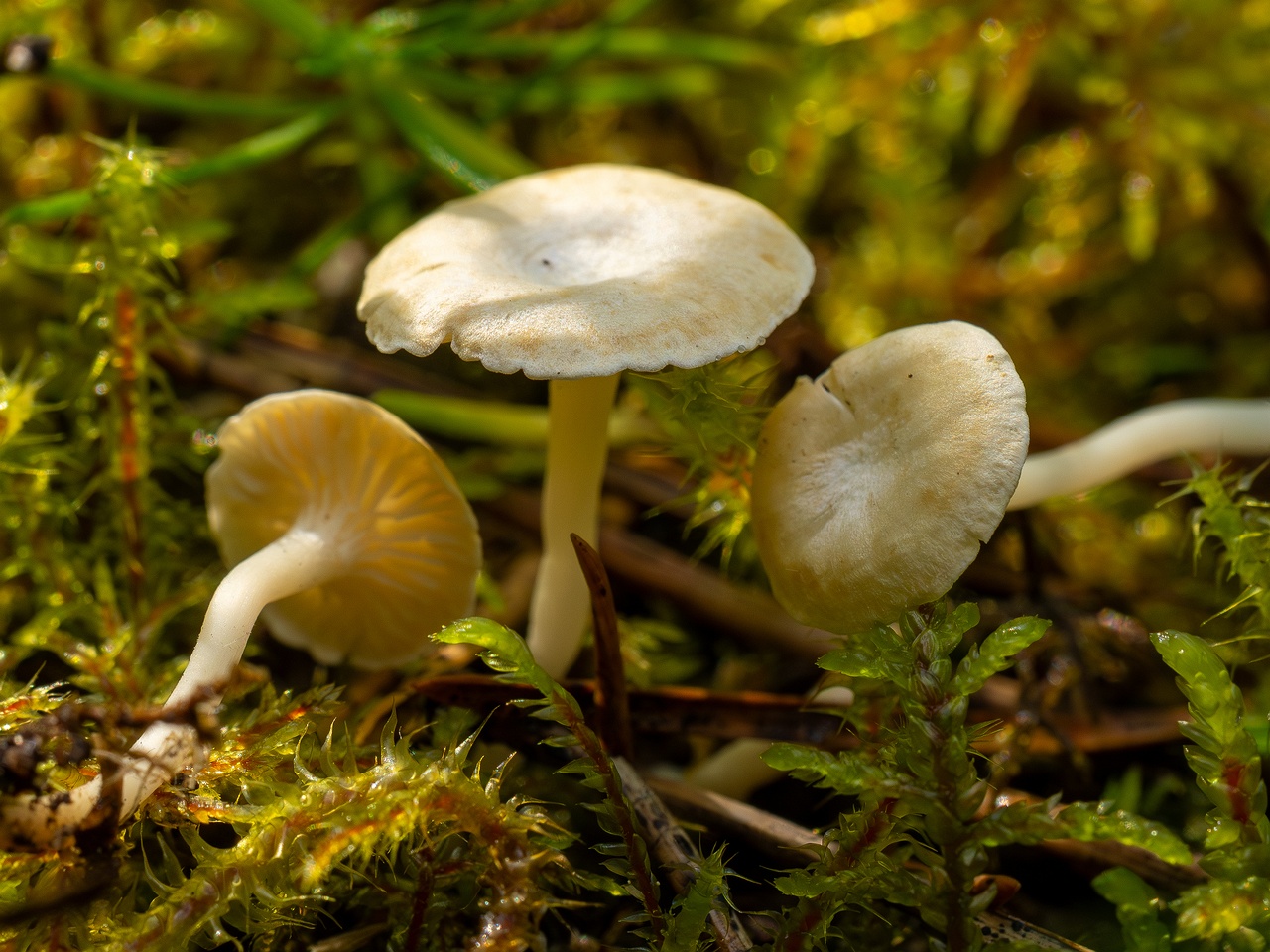 Cantharellopsis prescotii _2025-08-09_1-7