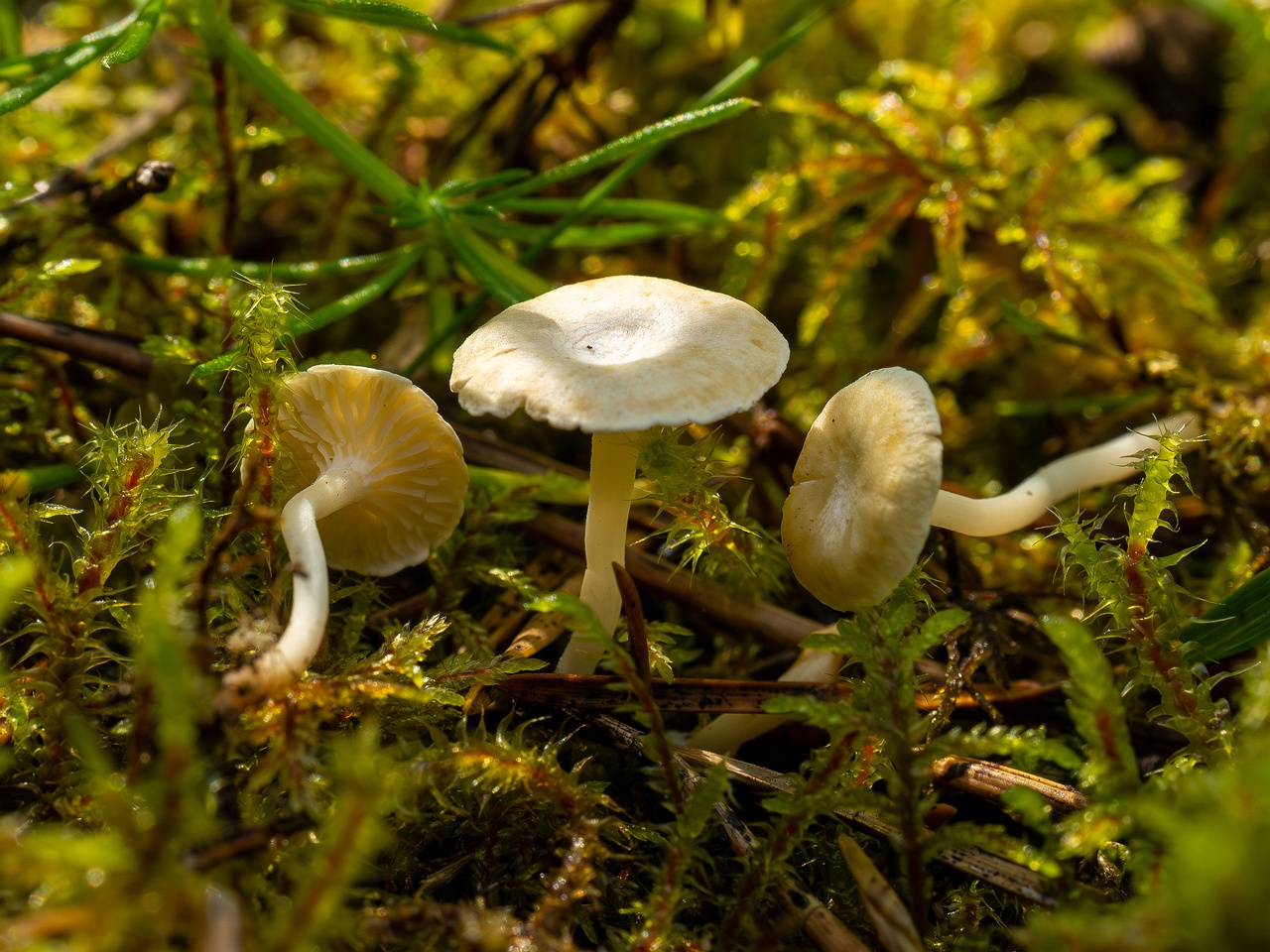 Cantharellopsis prescotii _2025-08-09_1-8