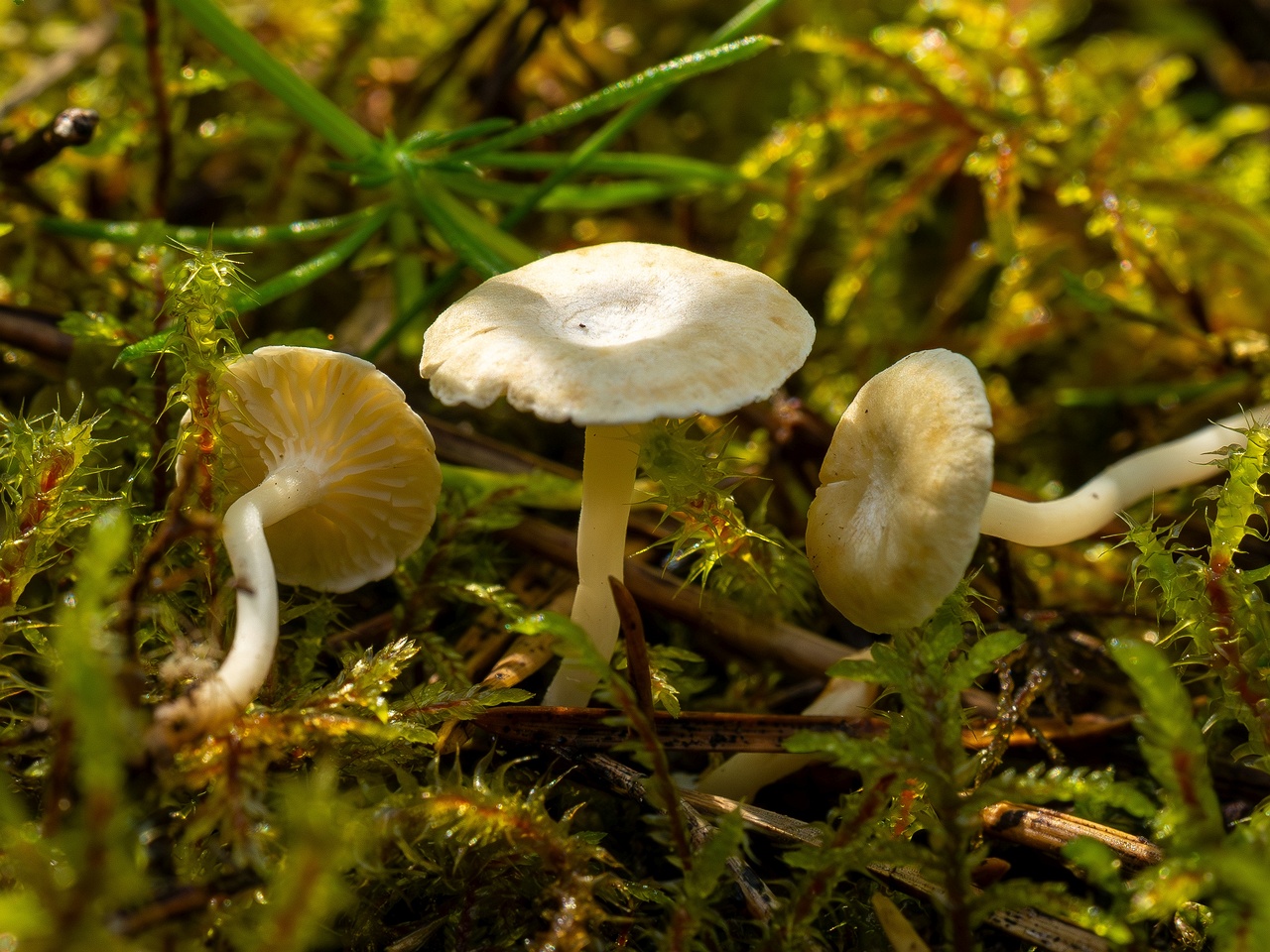 Cantharellopsis prescotii _2025-08-09_1-8a