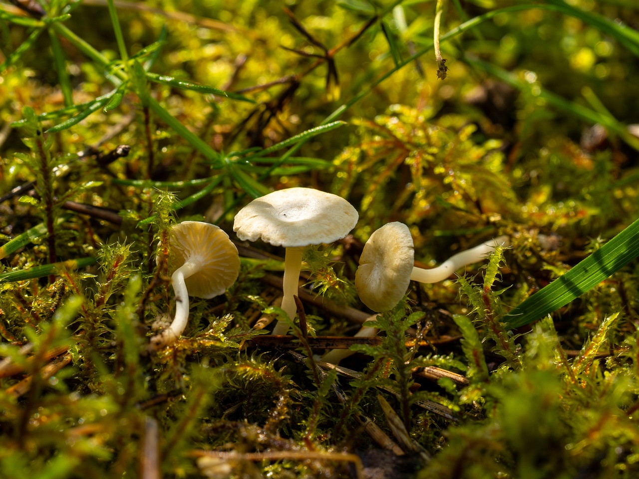 Cantharellopsis prescotii _2025-08-09_1-9