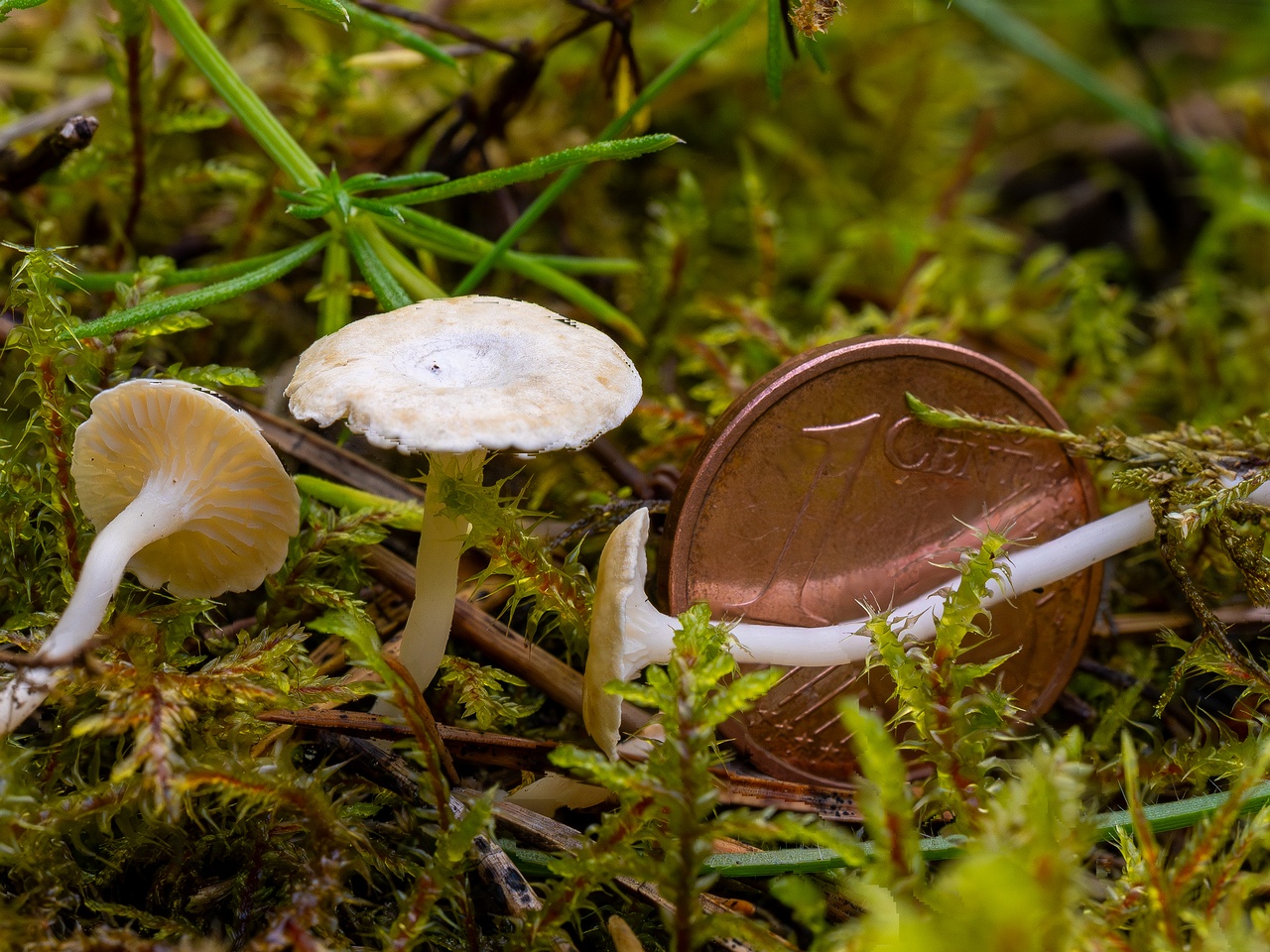 Cantharellopsis prescotii _2025-08-09_2-1