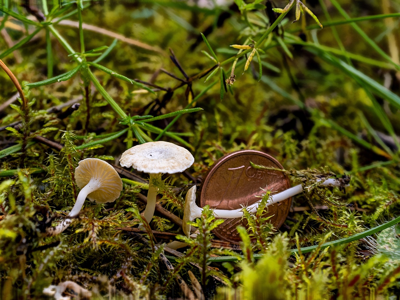 Cantharellopsis prescotii _2025-08-09_2-2