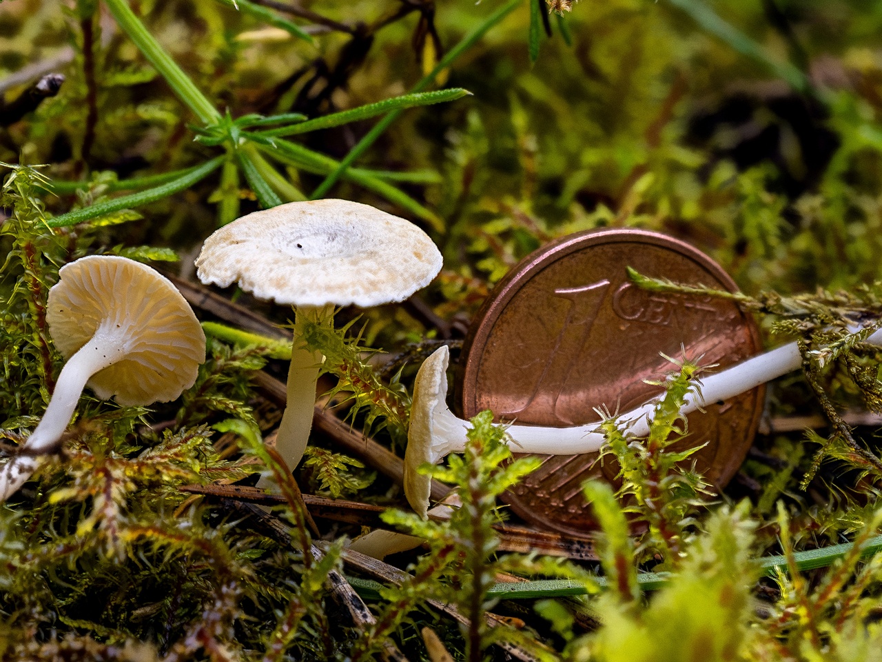 Cantharellopsis prescotii _2025-08-09_2-2_4K