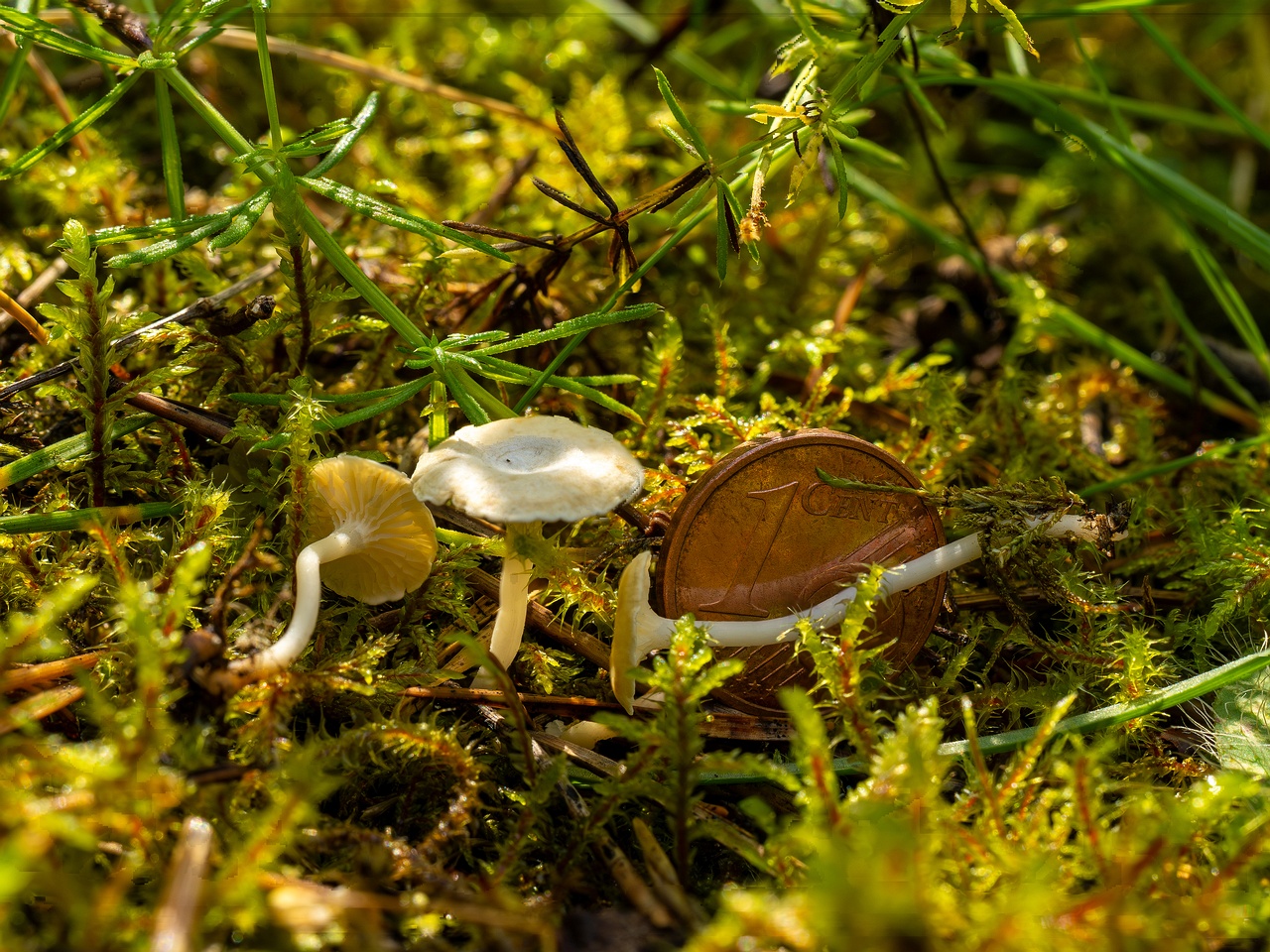 Cantharellopsis prescotii _2025-08-09_2-3