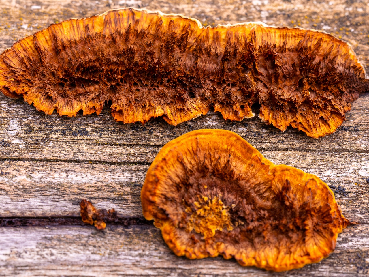 !Gloeophyllum sepiarium _2025-10-04_1-6