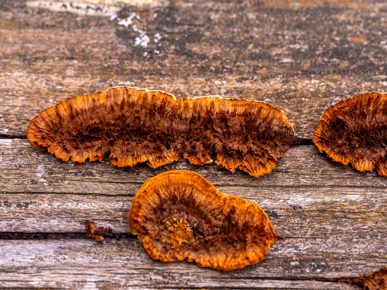 Gloeophyllum sepiarium _2025-10-04_1-3