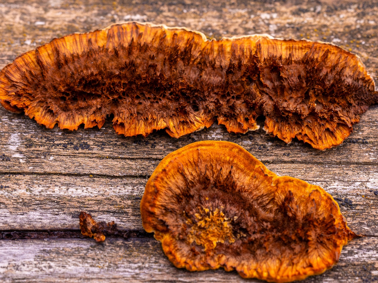 Gloeophyllum sepiarium _2025-10-04_1-4