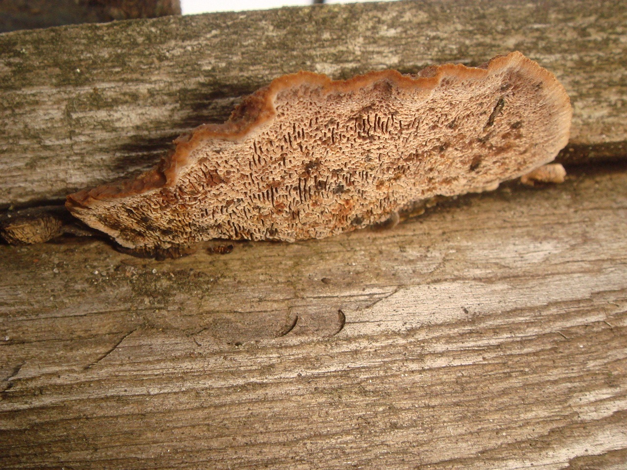 fungi-0002365
