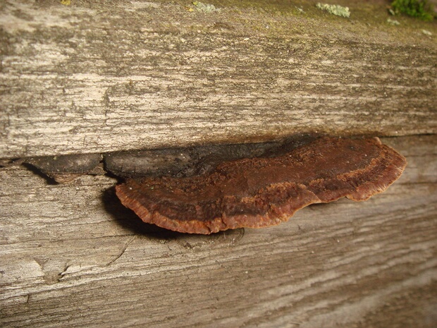 Глеофиллум пихтовый - Gloeophyllum abietinum