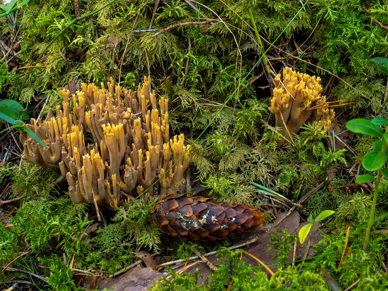 ramaria-testaceoflava_1-5