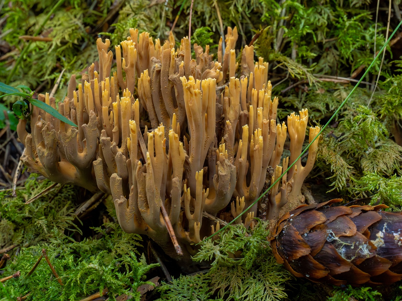 ramaria-testaceoflava_1-6