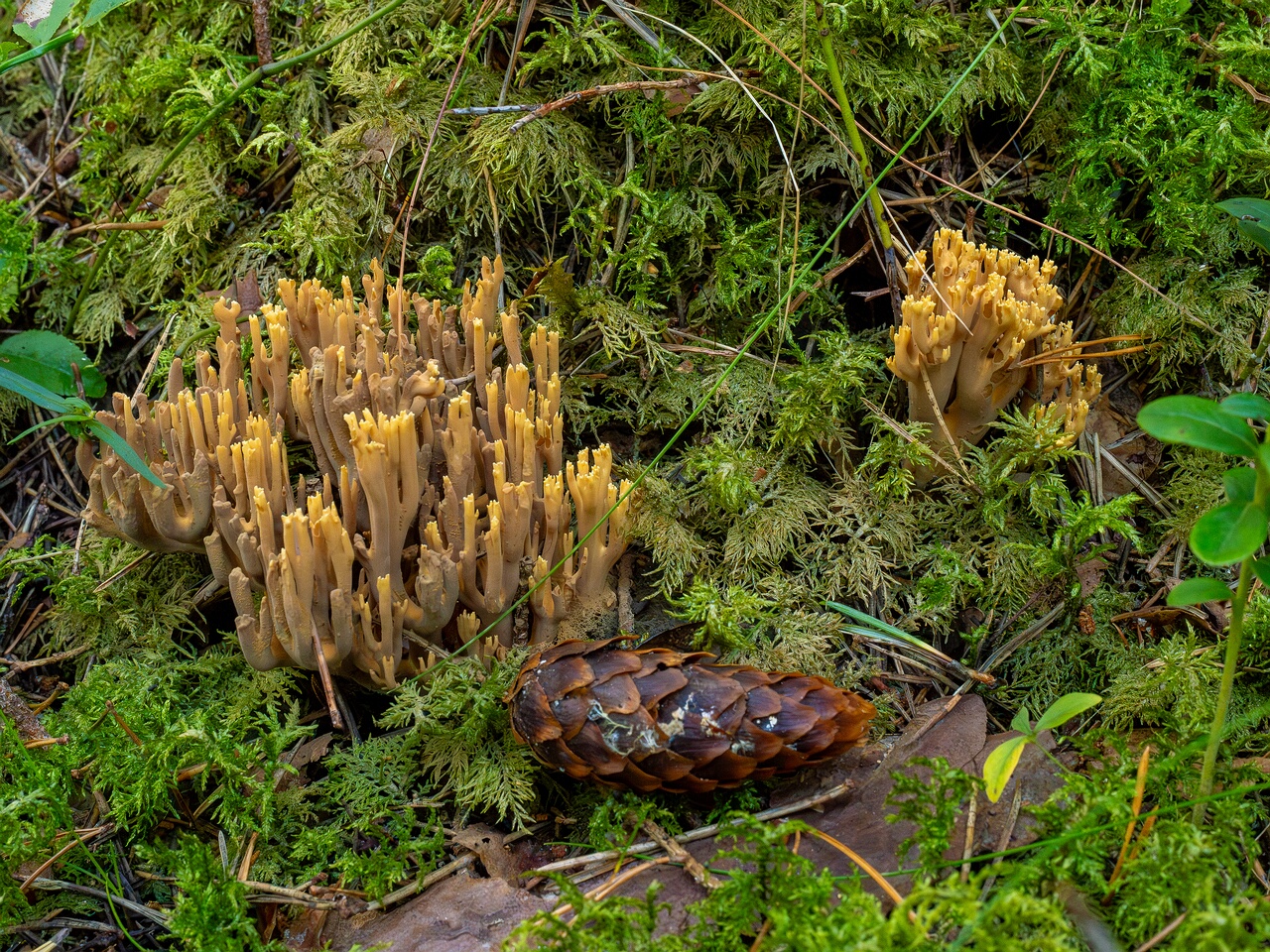 ramaria-eumorpha_1-3