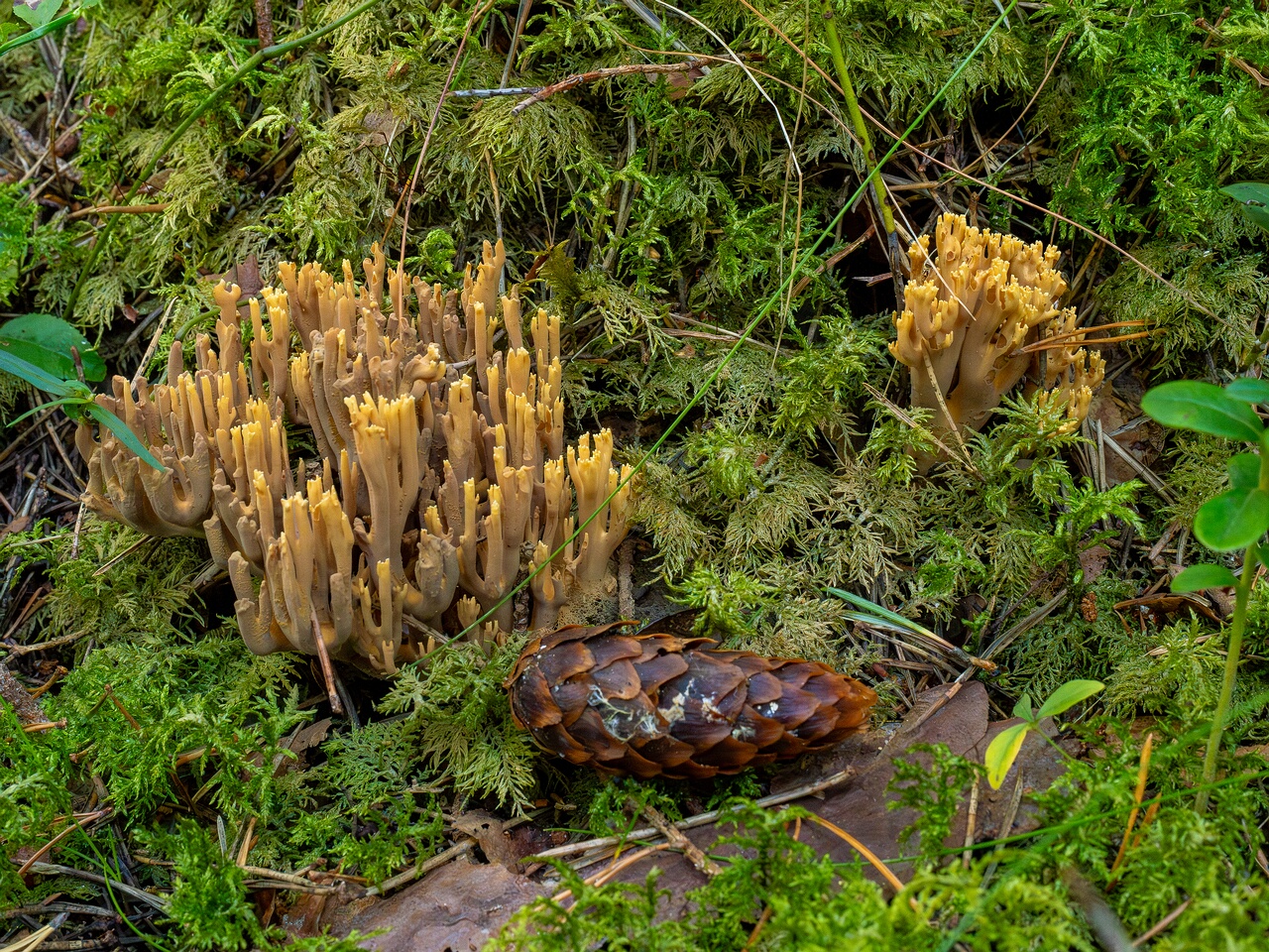 ramaria-eumorpha_1-4