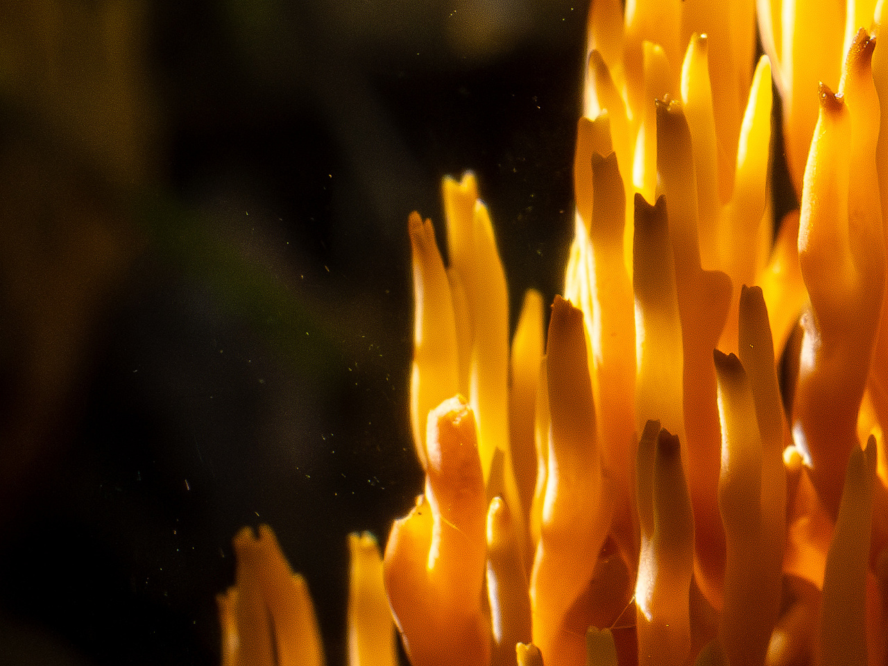 ramaria-stricta_1-19