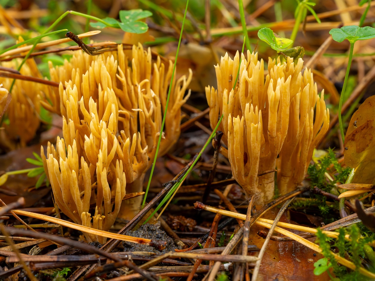 !phaeoclavulina-eumorpha_1-10