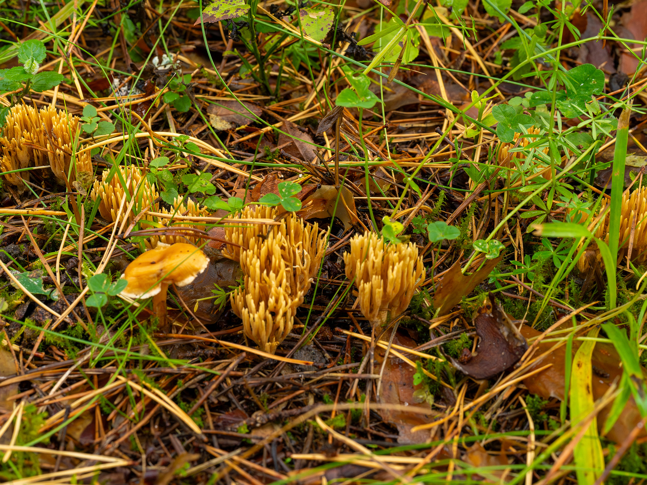 phaeoclavulina-eumorpha_1-2