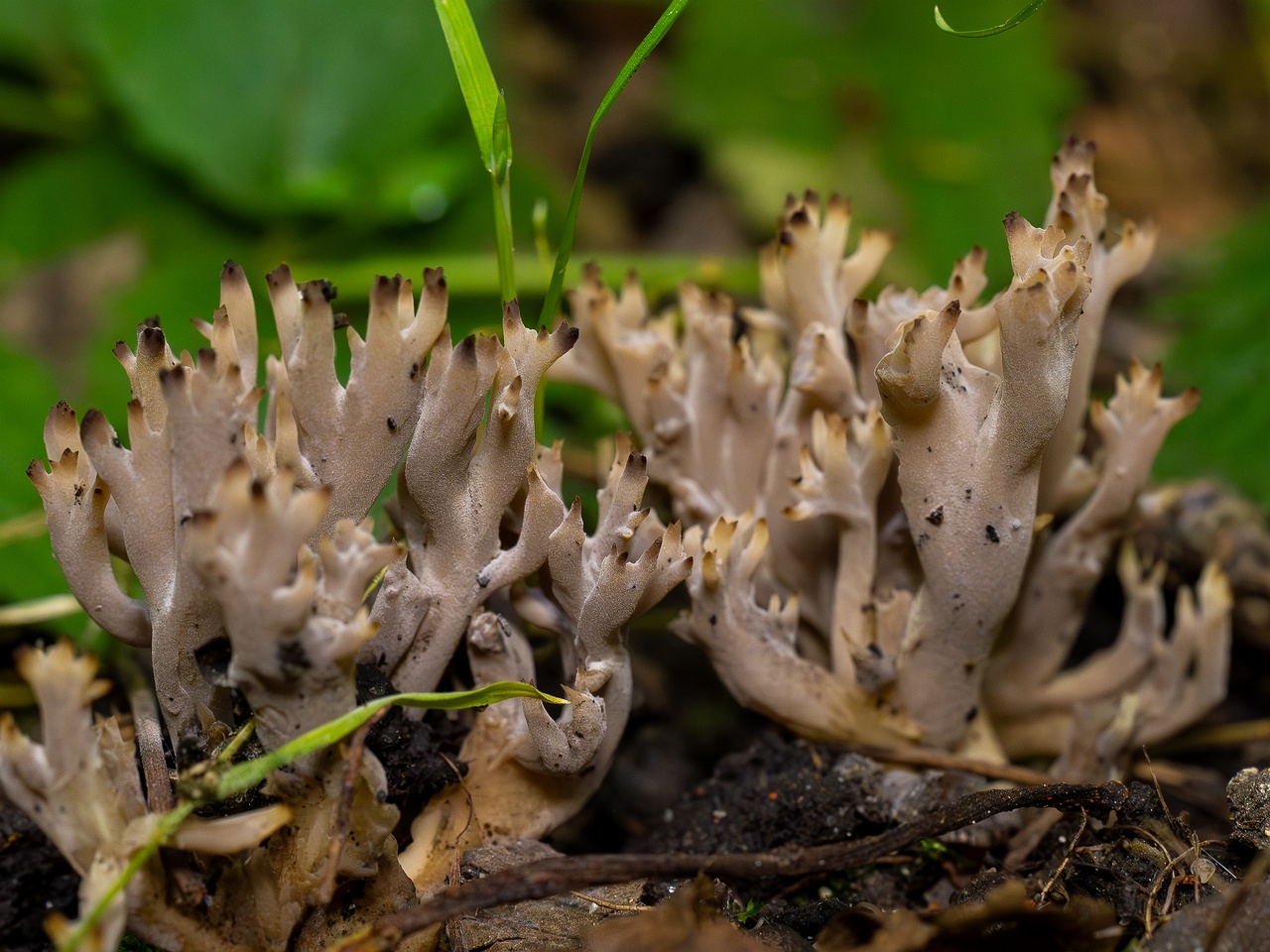 !Clavulina cinerea _2025-07-19_1-8