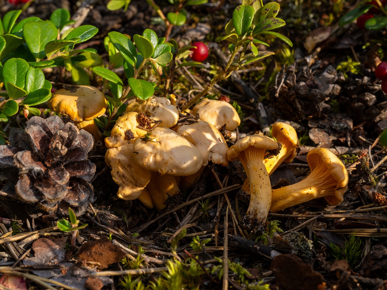 Cantharellus pallens _2025-09-06_1-3