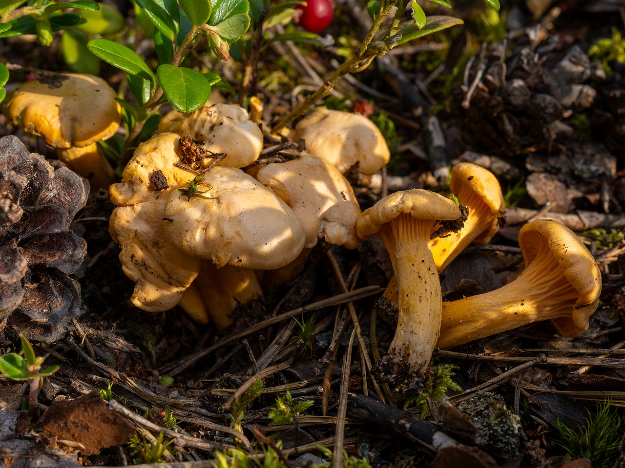 Cantharellus pallens _2025-09-06_1-5