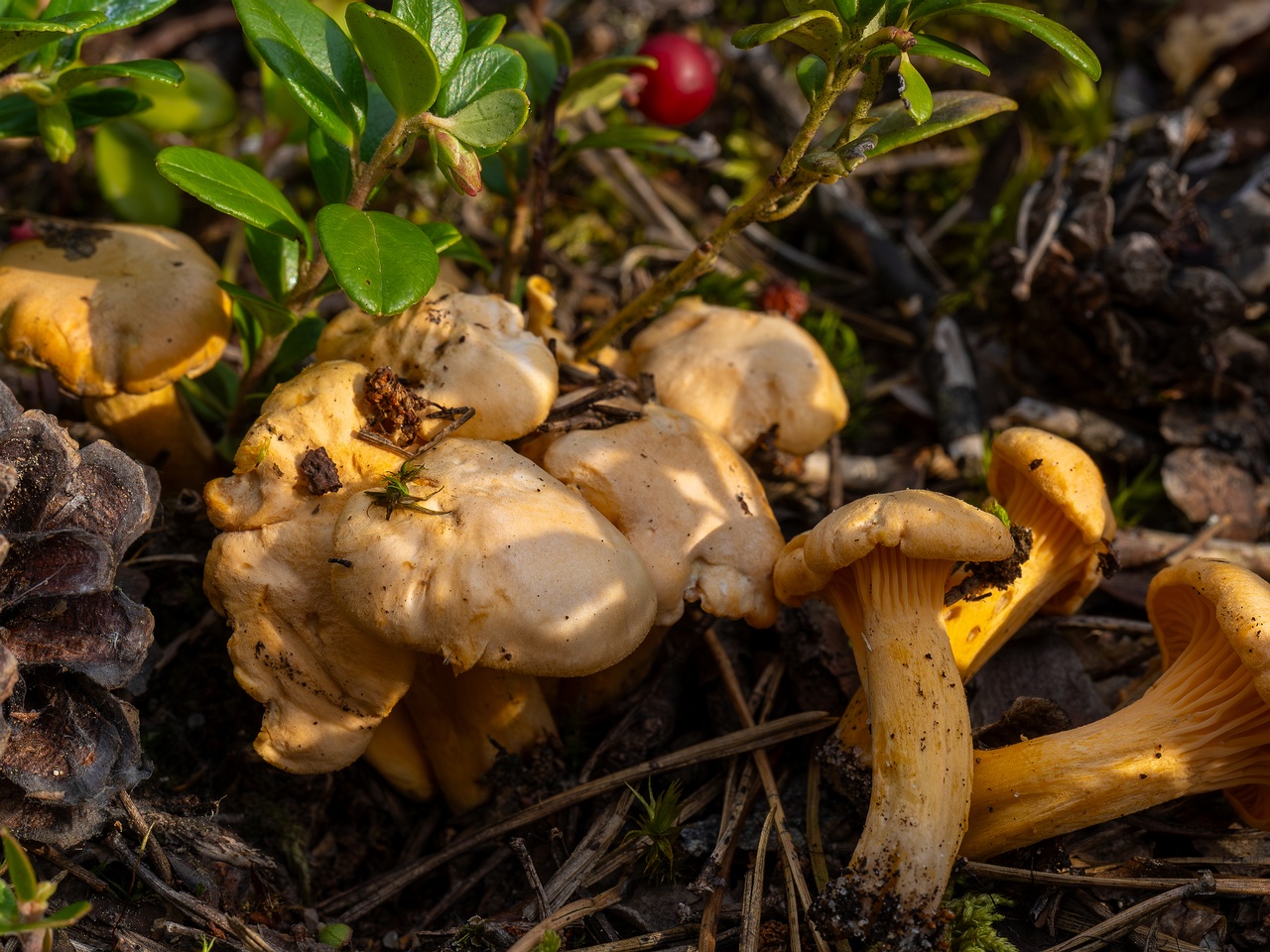 Cantharellus pallens _2025-09-06_1-6