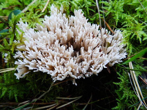 Клавулиновые - Clavulinaceae The Clavulinaceae are a family of fungi in the order Cantharellales. The family is not well defined, but currently...