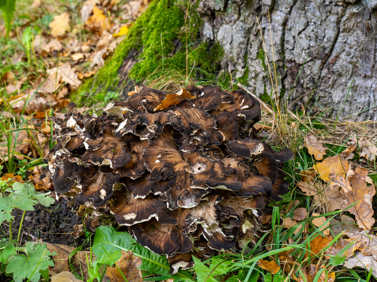 Grifola frondosa _2025-10-10_1-1